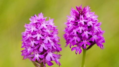 Pyramidal orchid The Wildlife Trusts